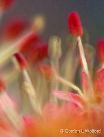 Tree Bud Closeup_47908.jpg - Photographed near Ottawa, Ontario - the Capital of Canada.